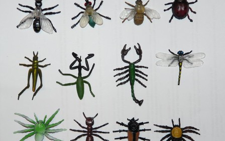 Откуда появляются насекомые в квартире и как с ними бороться