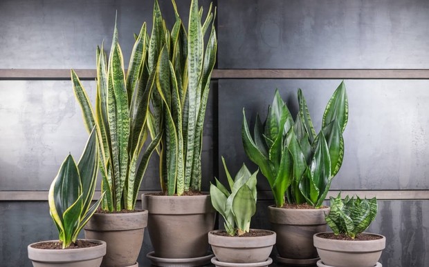 11 растений, которые наполнят ваш дом кислородом