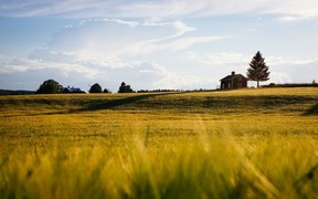 9,5 млн українців приватизували земельні ділянки безкоштовно