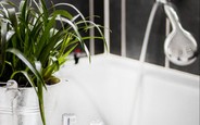 Рослини у ванній кімнаті: кращі ідеї