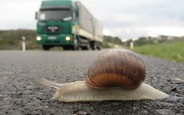 Улитки успели скрыться: Странное ДТП в Германии.