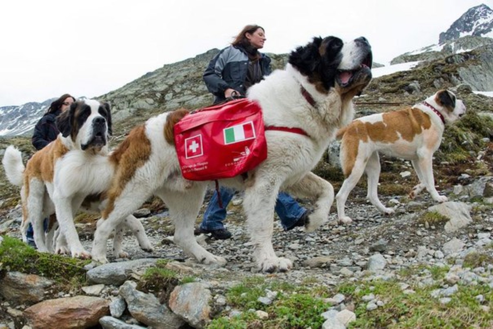 Четвероногие спасатели: породы собак, которые всегда придут на помощь