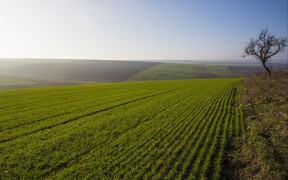 Ціна оренди землі за три роки майже не зросла