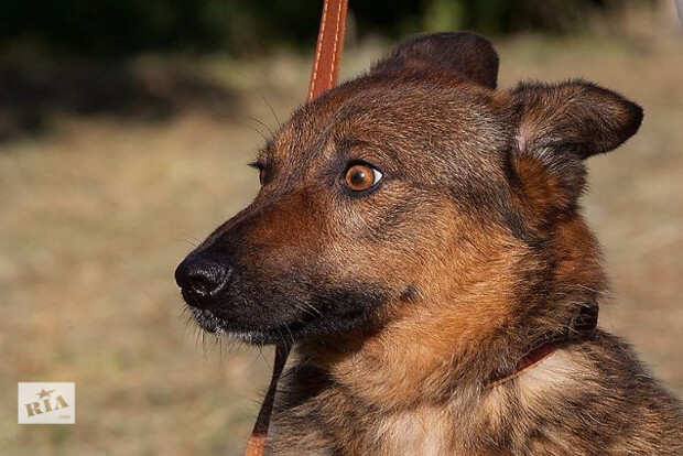 Эмоции жывотных