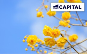 Графік роботи відділів продажу компанії BudCapital на день Незалежності України