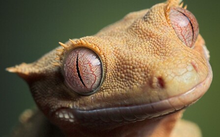 Инженеры Ford подсмотрели решение одной важной проблемы у гекконов