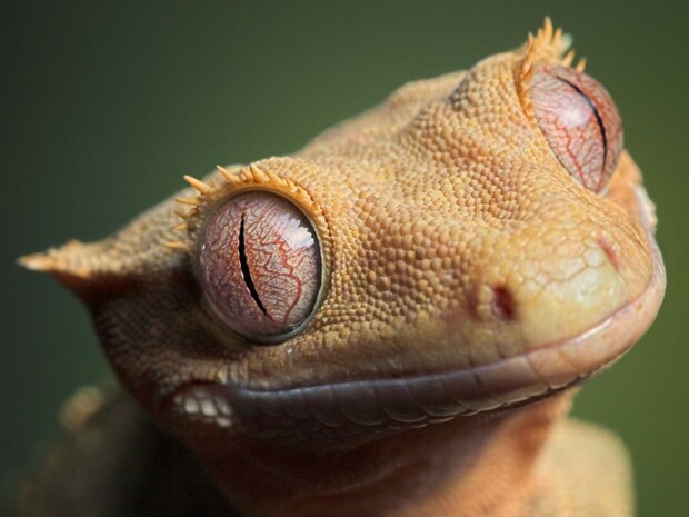 Инженеры Ford подсмотрели решение одной важной проблемы у гекконов