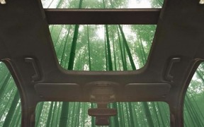 Из-под палки: В Ford подумывают использовать бамбук в конструкции своих авто
