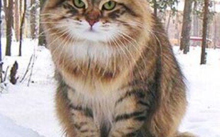 Как быстро купить сибирскую кошку в интернете