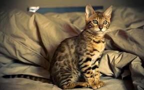 Как купить бенгальского котенка в интернете