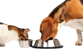 Как купить корм для животных через интернет