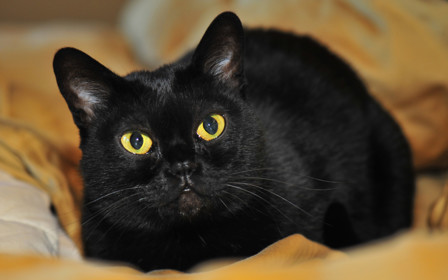 Как купить котенка бомбейской кошки в интернете