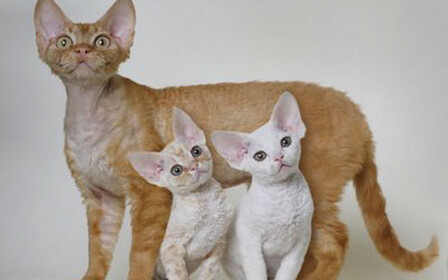 Как купить котенка девон-рекса в интернете