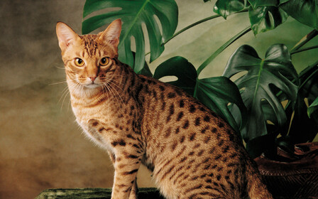 Как купить котенка оцикета в интернете