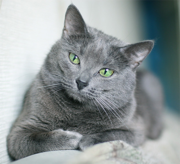 Как купить русскую голубую кошку с помощью интернета