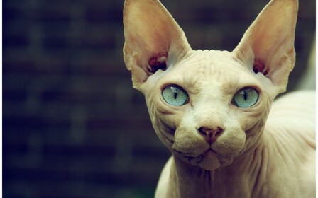 Как купить сфинкса в интернете