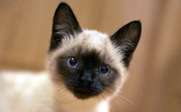 Как купить сиамскую кошку с помощью интернета