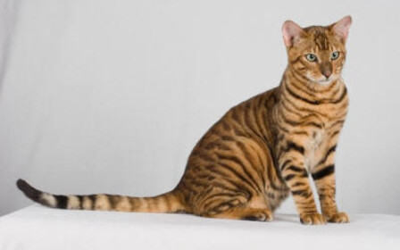 Как купить уссурийскую кошку в интернете