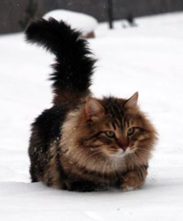 Как продать сибирскую кошку на сайте онлайн