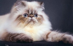 Как с помощью интернета купить персидскую кошку