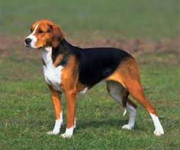 Как выбрать гончую в интернете