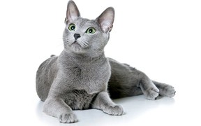 Характер, питание и уход русской голубой кошки