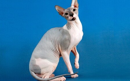 Характер, питание и уход сфинкса