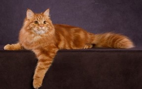 Характер, питание и уход сибирской кошки