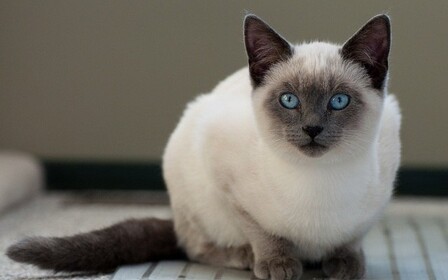 Характер, питание и уход тайской кошки