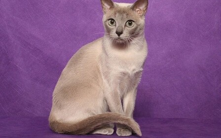 Характер, питание и уход тонкинской кошки