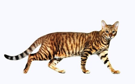 Характер, питание и уход уссурийской кошки