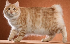 Характер, уход и питание бобтейла