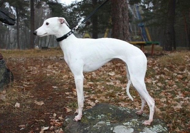 Характер, уход и питание борзой