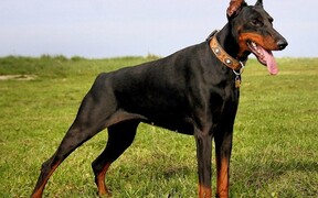 Характер, уход и питание добермана