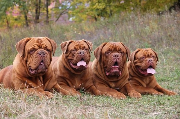 Характер, уход и питание дога