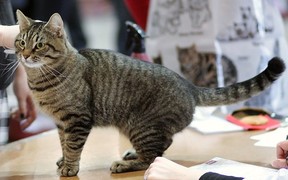 Характер, уход и питание европейской короткошерстной кошки