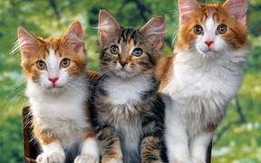 Характер, уход и питание кошки без породы