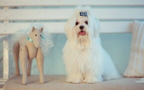 Характер, уход и питание мальтезе