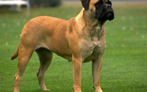 Хотите купить в Интернете неподкупную породу? Берите бульмастифа!