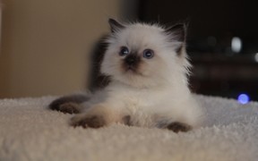 Колор-пойнт — популярный окрас кошек для продажи онлайн