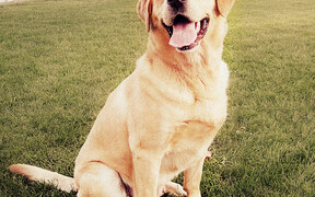 Лабрадор: покупаем по Интернету