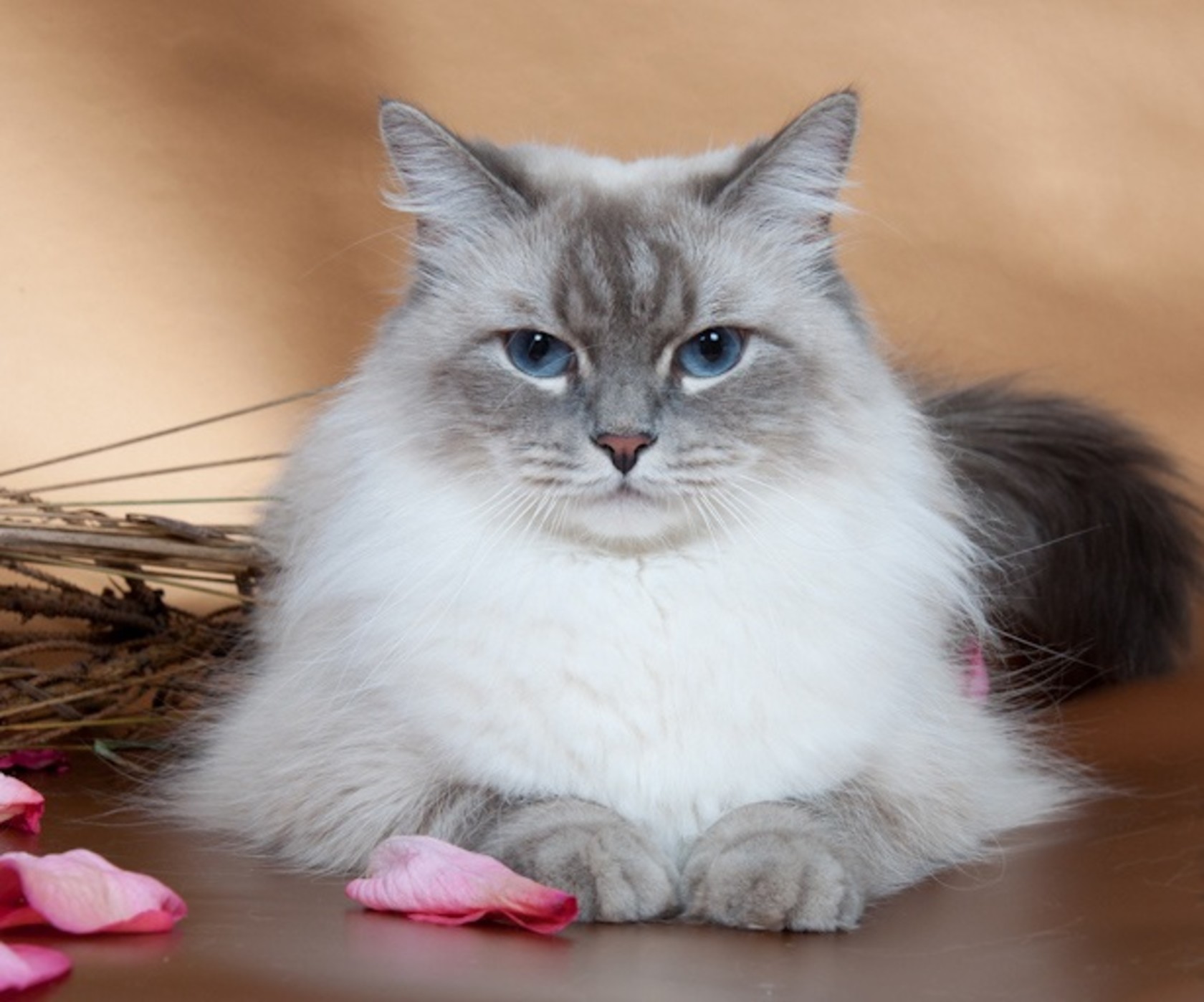 Невская маскарадная кошка: как продать по Интернету