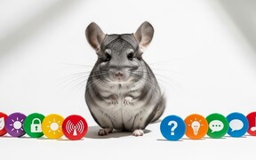 От чего может умереть шиншилла? 7 основных причин