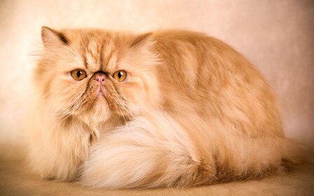 Персидский кот — всегда хит продаж в Интернете