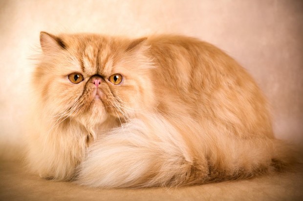 Персидский кот — всегда хит продаж в Интернете