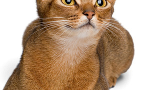 Продаем абиссинских котят в Интернете