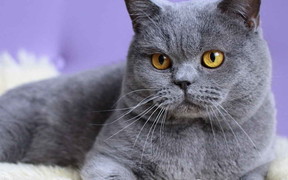 Продать британскую кошку в Интернете несложно