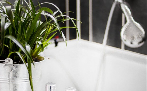 Растения в ванной комнате: лучшие идеи