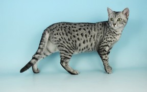 RIA.com -  Как быстро и выгодно продать египетскую кошку. Советы успешных продаж египетской мау в интернете.