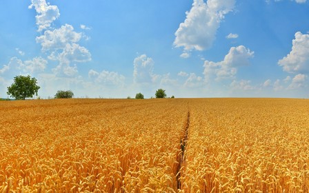 Рынок земли запустят в 2020 году